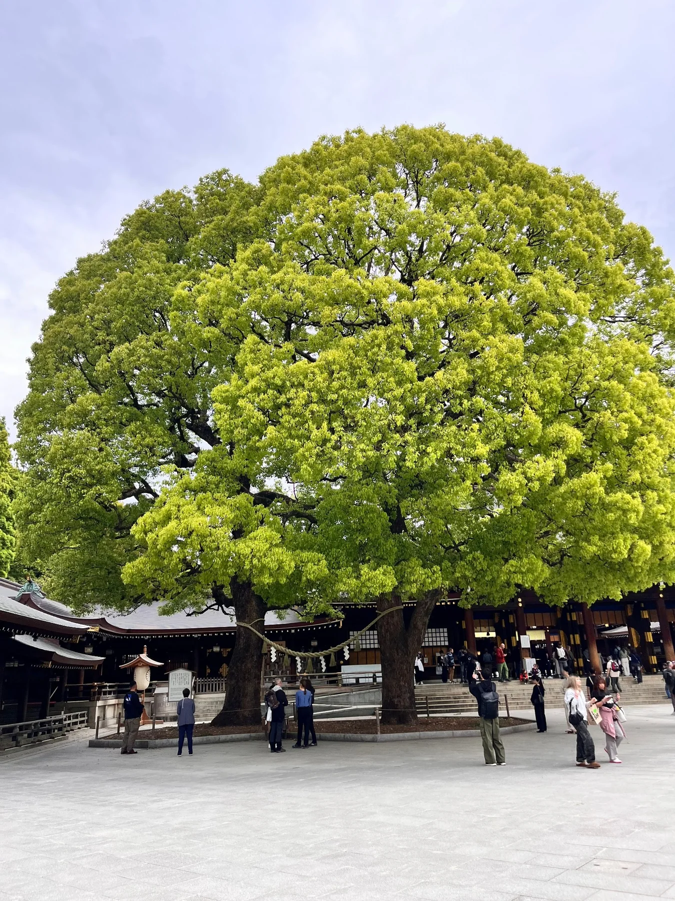 Japón entre Hortensias